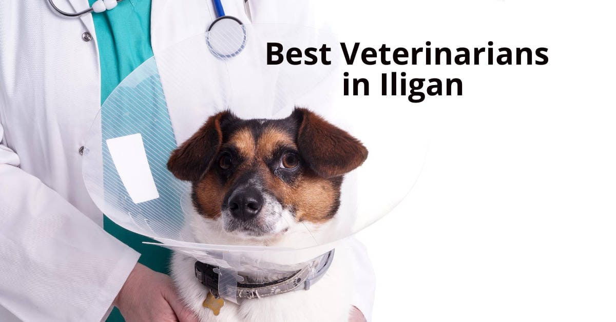 Vet in white coat holds a dog in cone, showcasing Best Veterinarians in Iligan City.